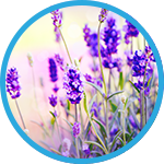 WBH-scent-lavender-blue