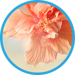 WBH-scents-hibiscus