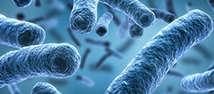 Bacteria